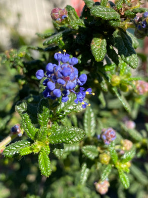 Ceanothus 'Dark Star' Dark Star Ceanothus