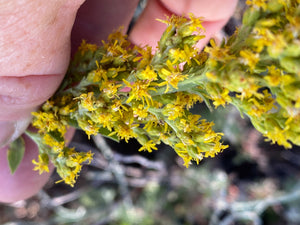 Solidago velutina ssp. californica California Goldenrod