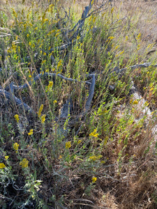 Solidago velutina ssp. californica California Goldenrod