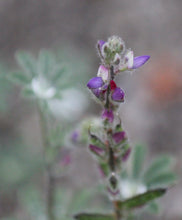 Load image into Gallery viewer, Lupinus bicolor Miniature Lupine