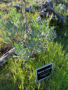 Salvia vaseyi Scallopleaf Sage