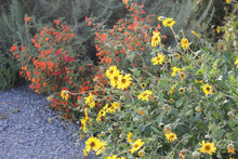 Load image into Gallery viewer, Encelia californica Bush Sunflower