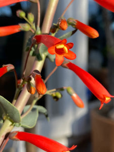Penstemon centranthifolius Scarlet Bugler