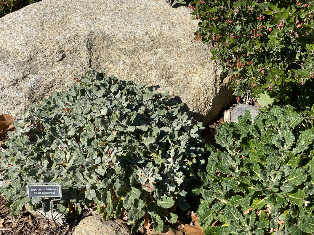 Eriogonum latifolium Coast Buckwheat