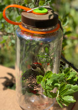 Load image into Gallery viewer, Mustard Beetle Water Bottles - Pins - Patches - Hummingbird - Moth