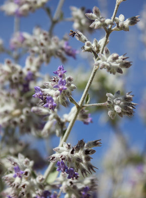 Condea emoryi Desert Lavender ( Hyptis )