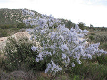 Load image into Gallery viewer, Ceanothus leucodermis Chaparral Whitethorn