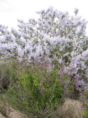 Ceanothus leucodermis Chaparral Whitethorn