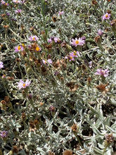 Load image into Gallery viewer, Corethrogyne filaginifolia &#39;Silver Carpet&#39; Silver Carpet Aster ( Lessingia )