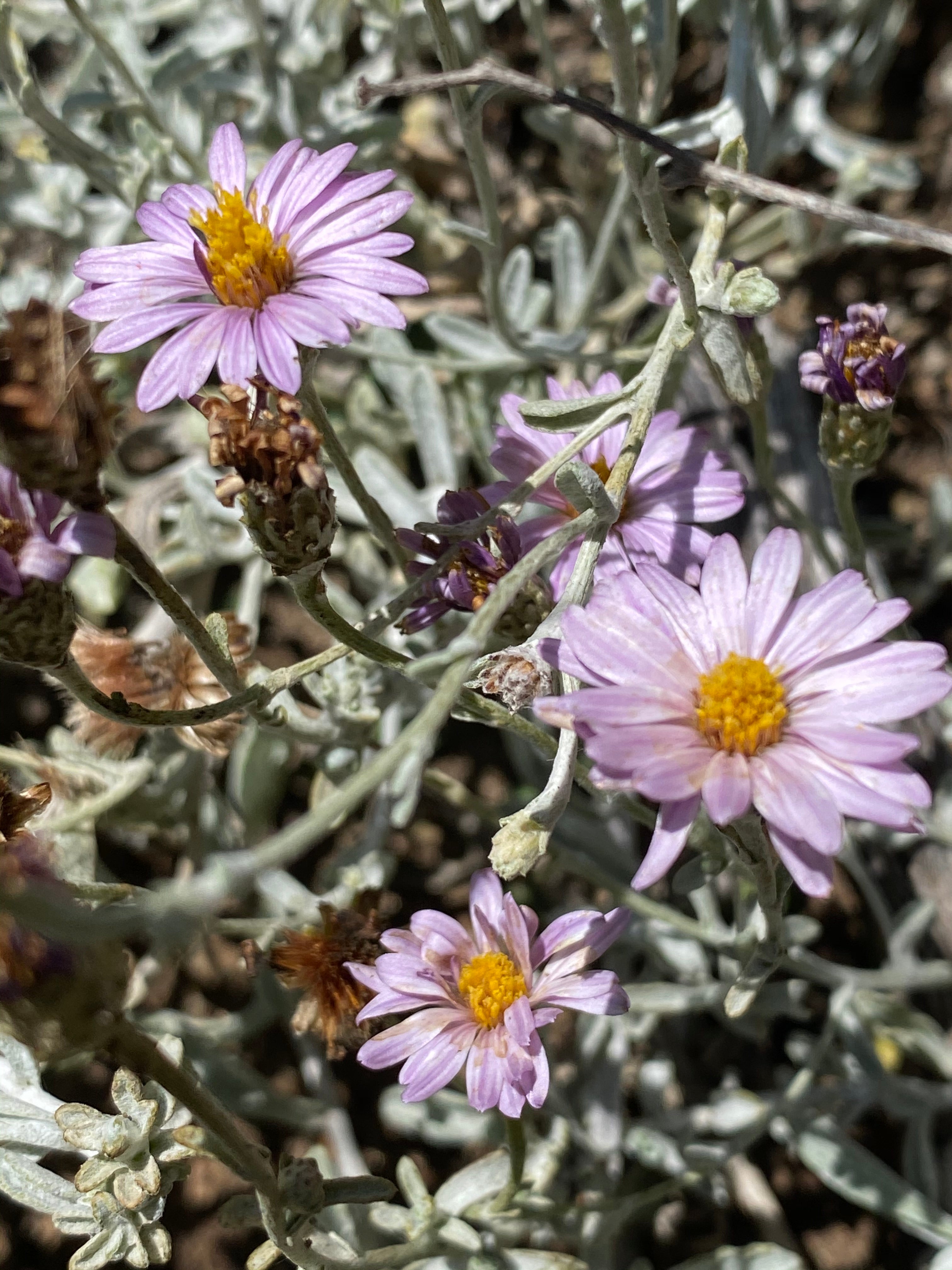 Corethrogyne filaginifolia 'Silver Carpet' & 'Smart Aster' Aster