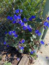 Load image into Gallery viewer, Phacelia campanularia Desertbells California Bluebell