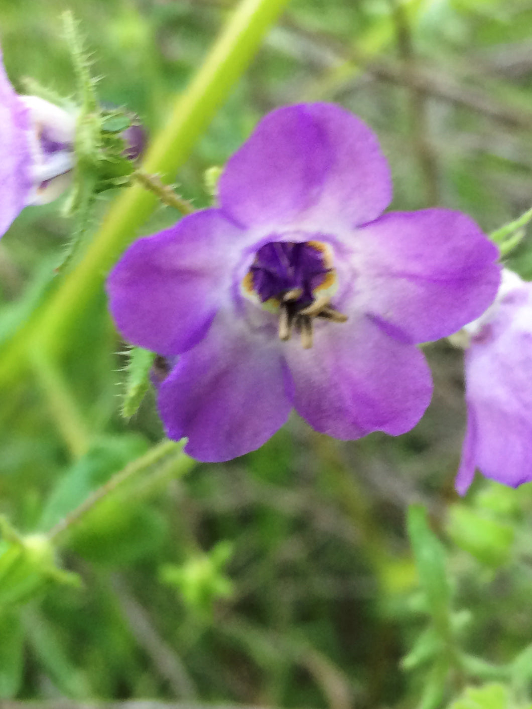 Pholistoma auritum Blue Fiestaflower