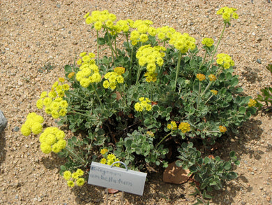 Eriogonum umbellatum Sulphur Buckwheat