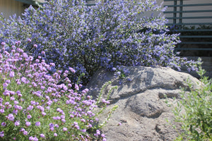 Verbena lilacina 'De la Mina' & 'Paseo Rancho'