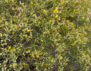 Gutierrezia sarothre & californica - Snakeweed Matchweed - Fine Golden Sphere