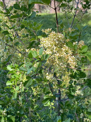 Fraxinus dipetala California Ash