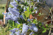 Load image into Gallery viewer, Ceanothus ‘Ray Hartman’