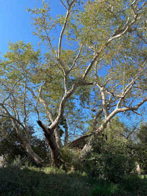 Platanus racemosa  Western Sycamore