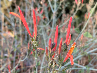 Justicia californica Chuparosa