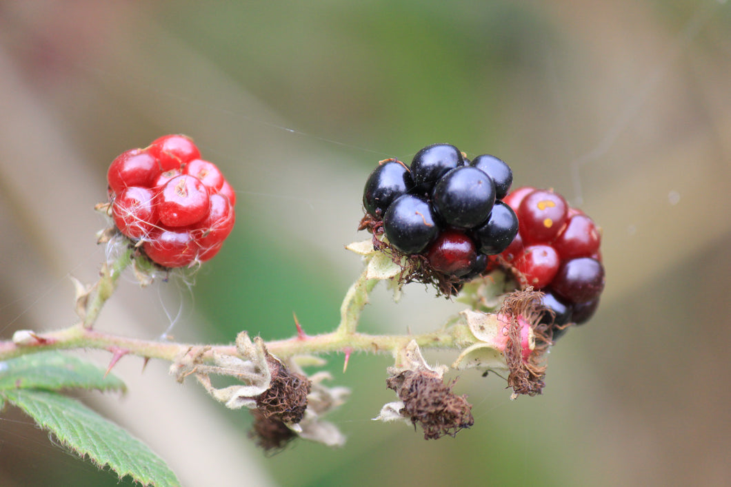 Rubus ursinus Pacific Blackberry