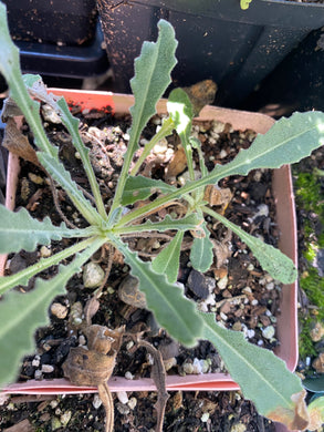 Mentzelia laevicaulis Blazing Star