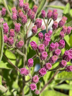 Pluchea odorata Marsh Fleabane