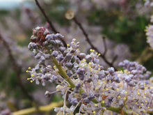 Load image into Gallery viewer, Ceanothus leucodermis Chaparral Whitethorn