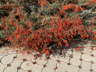 Epilobium canum California Fuchsia & Selections ( Zauschneria )