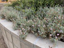 Load image into Gallery viewer, Corethrogyne filaginifolia &#39;Silver Carpet&#39; Silver Carpet Aster ( Lessingia )