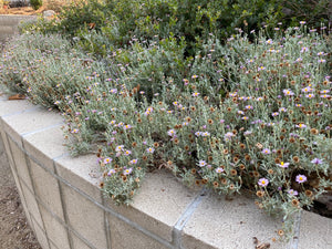 Corethrogyne filaginifolia 'Silver Carpet' Silver Carpet Aster ( Lessingia )