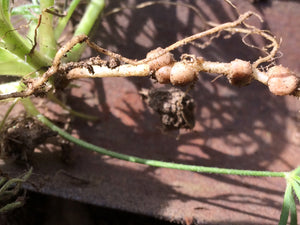 Lupinus bicolor Miniature Lupine