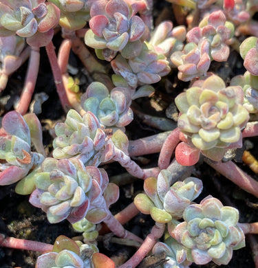 Sedum spathulifolium 'Cape Blanco' Cape Blanco Common Stonecrop
