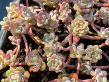 Load image into Gallery viewer, Sedum spathulifolium &#39;Cape Blanco&#39; Cape Blanco Common Stonecrop