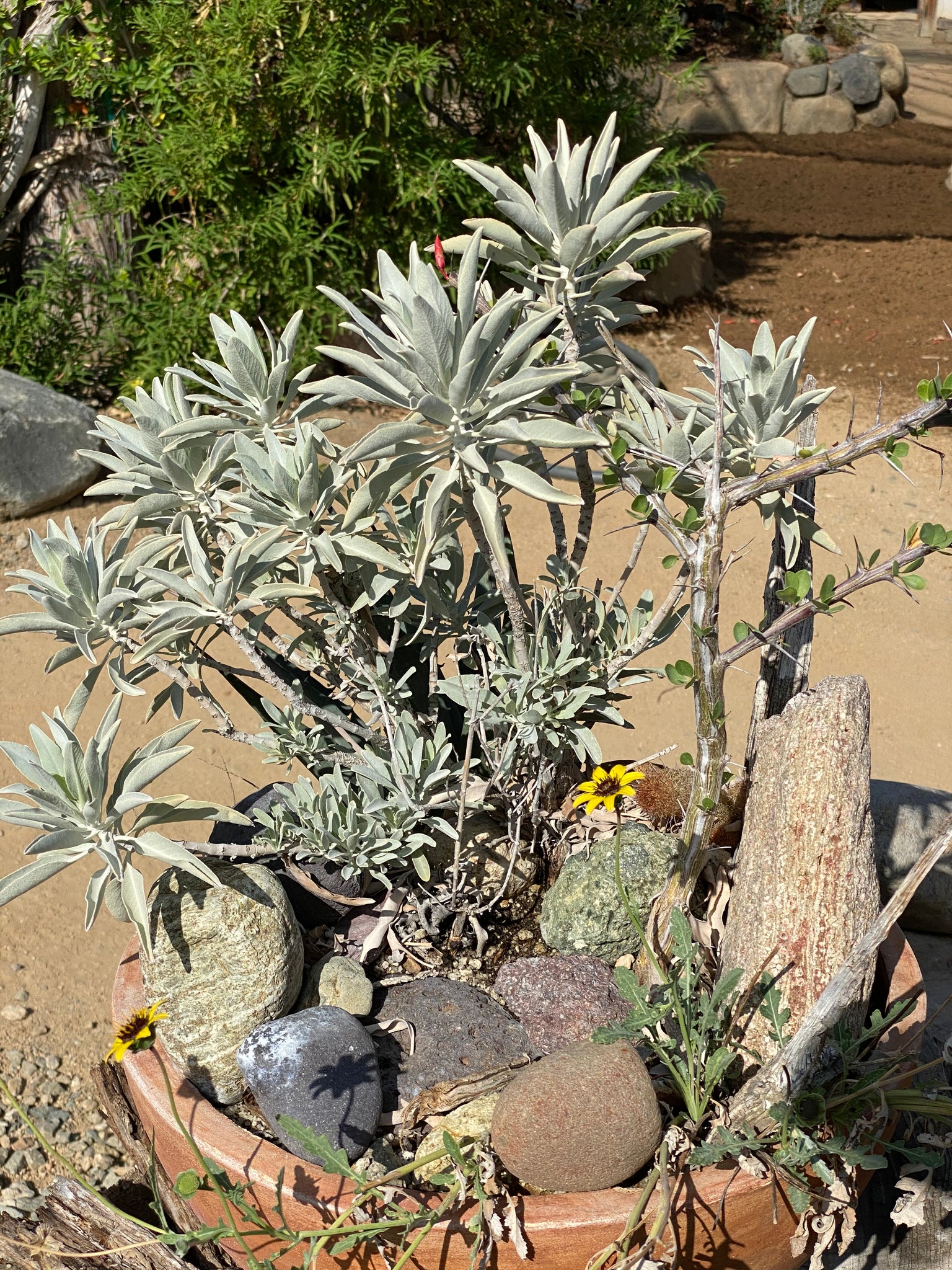 white sage indoor plant Salvia apiana White Sage & Selections – Neel's Nursery