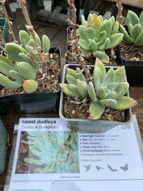 Dudleya caespitosa Coast Dudleya