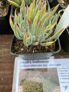 Dudleya attenuata  Tapertip Liveforever