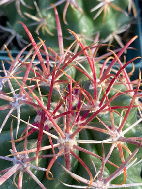 Ferocactus viridescens San Diego Barrel Cactus