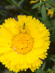 Baileya multiradiata Wild Marigold