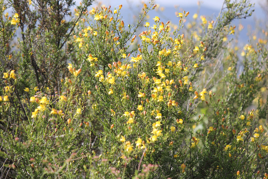 Keckiella antirrhinoides Yellow Bush Penstemon