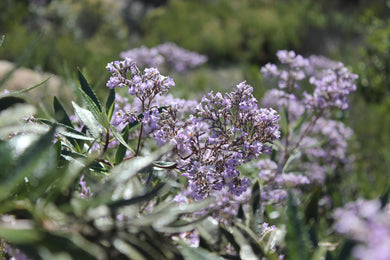 Eriodictyon californicum California Yerba Santa
