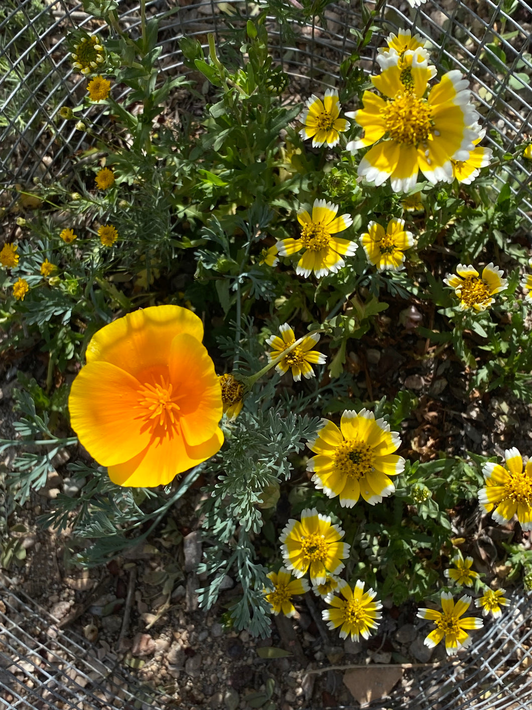 Layia platyglossa Common Tidy Tips