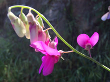 Load image into Gallery viewer, Lathyrus vestitus var. alefeldii San Diego Pea