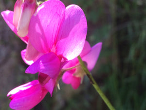 Lathyrus vestitus var. alefeldii San Diego Pea