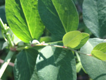 Load image into Gallery viewer, Lathyrus vestitus var. alefeldii San Diego Pea