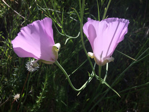 Calochortus splendens Splendid Mariposa Lily