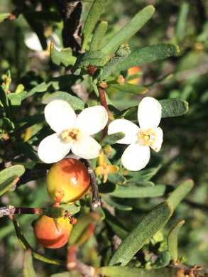 Cneoridium dumosum Bush Rue