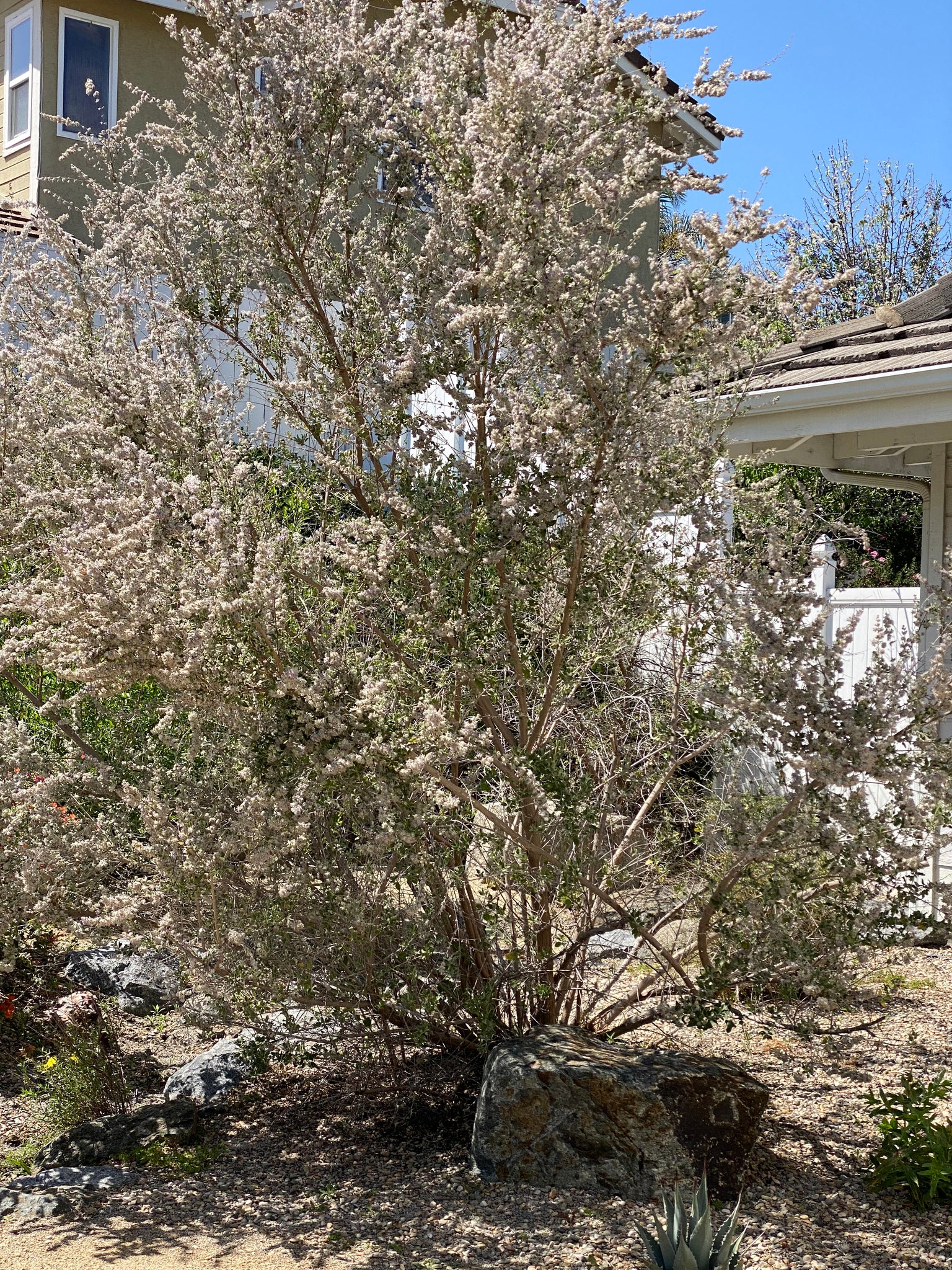 desert lavender plant Condea emoryi Desert Lavender ( Hyptis ) – Neel's Nursery
