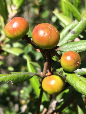 Xylococcus bicolor Mission Manzanita
