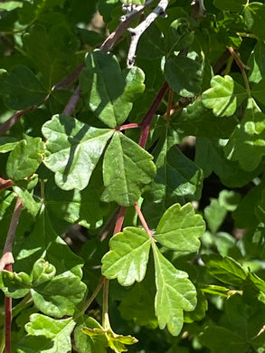 Rhus aromatica Fragrant Sumac trilobata Sourberry