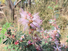 Load image into Gallery viewer, Calliandra eriophylla Fairyduster